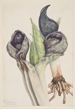 Skunk Cabbage (Spathyema foetida), 1918.
