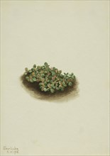 Snow Willow (Salix nivalis), 1918.