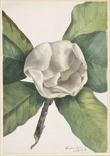 Southern Magnolia (Magnolia grandiflora), 1918.
