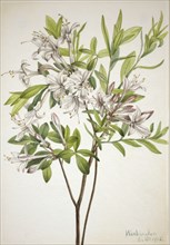 Swamp Azalea (Azalea viscosa), 1918.