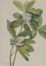 Swamp Magnolia (Magnolia virginiana), 1918.