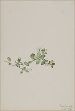 Trailing Houstonia (Houstonia procumbens), 1918.