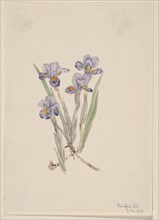 Vernal Iris (Iris verna), 1918.