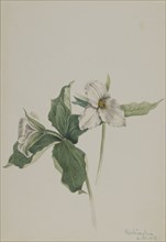 Wake-Robin (Trillium grandiflorum), 1918.