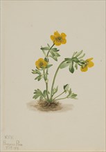 Avalanche Buttercup (Ranunculus suksdorfii), 1919.