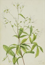Bowmansroot (Porteranthus trifoliatus), 1919.