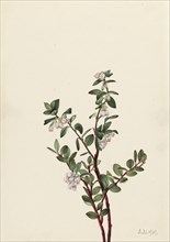 Box Huckleberry (Gaylussacia brachycera), 1919.
