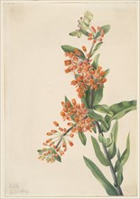 Butterfly Weed (Ascelpias tuberosa), 1919.