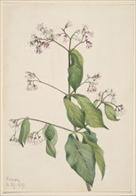 Dogbane (Apocyum androsaemfolium), 1919.