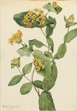 Douglas Honeysuckle (Lonicera glaucescens), 1919.