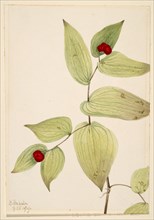 Fairy-Bells (Disporum trachycarpum), 1919.