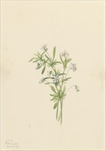 Field Violet (Viola rafinesquii), 1919.