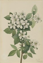 Highbush Blackberry (Rubus argutus), 1919.