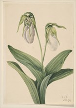 Pale Lady's Slipper (Cypridedium acaule), 1919.