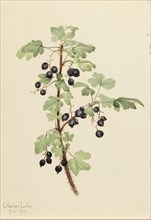 Prickly Currant (Ribes lacustre), 1919.