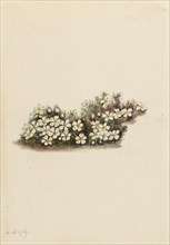 Pyxie (Pyxidanthera barbulata), 1919.