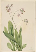 Shooting Star (Dodecatheon meadia), 1919.