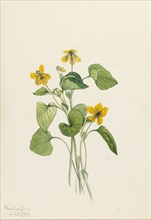 Smooth Yellow Violet (Viola eriocarpa), 1919.