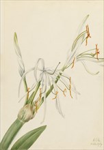 Spider Lily (Hymenocallis rotata), 1919.