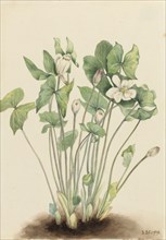 Twinleaf (Jeffersonia diphylla), 1919.