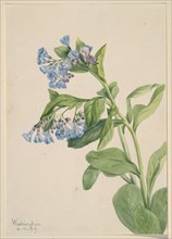 Virginia Bluebells (Mertensia virginica), 1919.