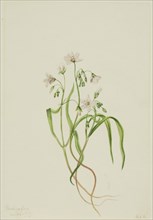 Virginia Springbeauty (Claytonia virginica), 1919.
