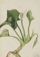 Wild Calla (Calla palustris), 1919.