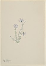 Wild Flax (Linum lewisii), 1919.