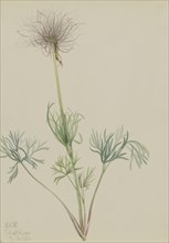 American Pasqueflower (Pulsatilla ludoviciana), 1920.