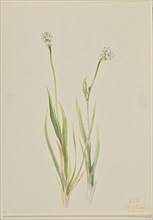 Bog-Asphodel (Tofieldia intermedia), 1920.