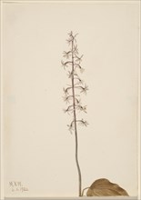 Crane-Fly Orchis (Tipularia uniflora), 1920.