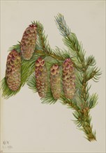 Engelmann Spruce (Picea engelmanni), 1920.