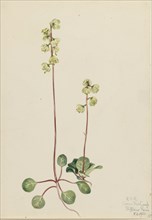 Green Pyrola (Pyrola chlorantha), 1920.