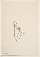 Harbinger of Spring (Erigenia bulbosa), 1920.