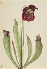 Hybrid Pitcherplant (Sarracenia rubra xs purpurea venosa), 1920.