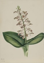 Lily Twayblade (Liparis liliifolia), 1920.