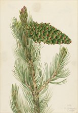 Limber Pine (Pinus flexilis), 1920.
