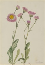Meadow Fleabane (Erigeron speciosus), 1920.