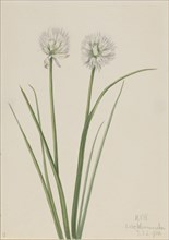 Northern Onion (Allium sibiricum), 1920.