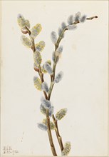 Pussy Willow (Salix discolor), 1920.