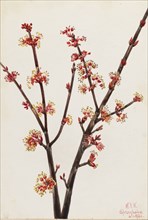 Red Maple (Acer rubrum), 1920.