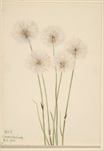 Slender Cotton-Grass (Eriophorum chamissonis), 1920.