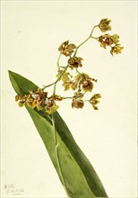 Spotted Cyrtopodium (Cyrtopodium punctatum), 1920.