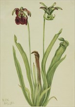 Sweet Pitcherplant (Sarracenia rubra), 1920.
