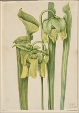 Trumpetleaf (Sarracenia flava), 1920.