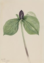Wake-Robin (Trillium sessile), 1920.