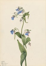 Western Bluebells (Mertensia paniculata), 1920.