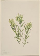 White Indian Paintbrush (Castilleja occidentalis), 1920.