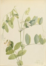 White Pea (Lathyrus ochroleucus), 1920.