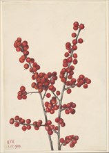 Winterberry (Ilex verticillata), 1920.
